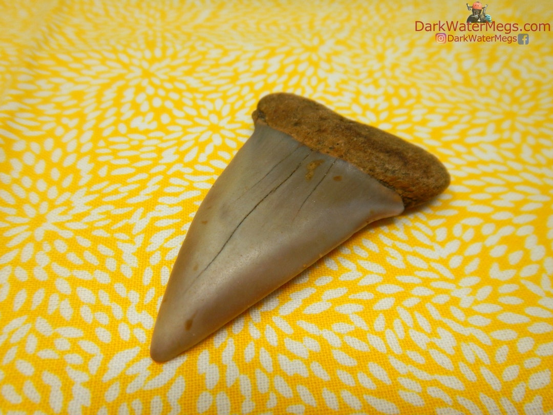 Real Mako Shark Fossil Diver Direct Fossilized Mako Tooth 2.39 Ancient