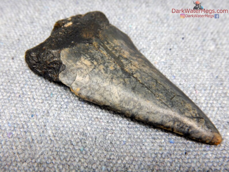 Real Mako Shark Fossil Diver Direct Fossilized Mako Tooth Etsy