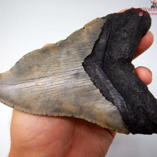 The Real Megalodon: Prehstorc Shark Behnd Doc Uproar | Natonal