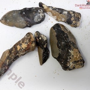 Uncleaned Lot of Megalodon Teeth - Real Megalodon Tooth Hand Full ...