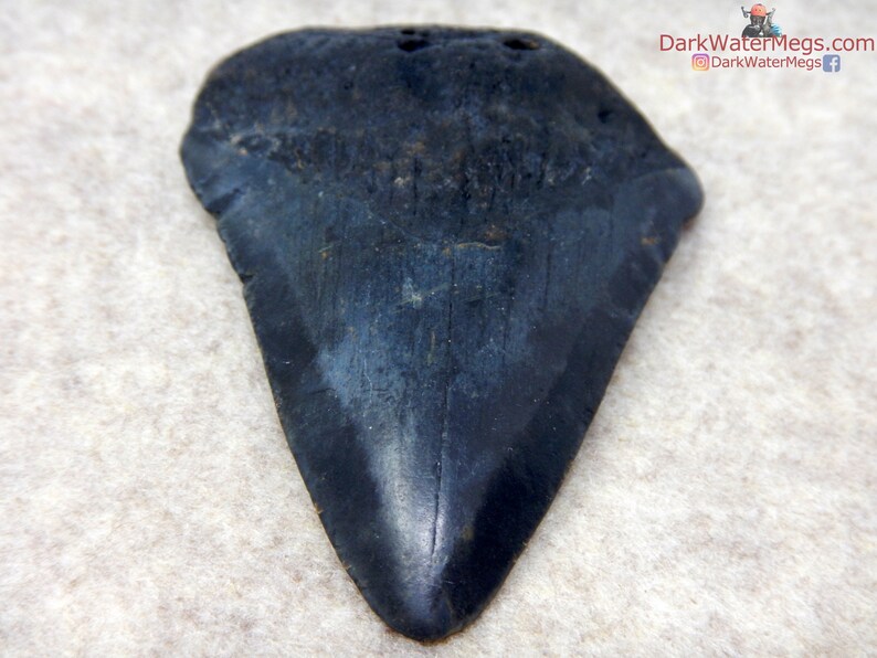 Real Megalodon Shark Tooth Fossil Diver Direct Fossilized Etsy