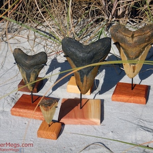May include: Four fossilized shark teeth of varying sizes on wooden stands. The teeth are dark gray and brown with a smooth, polished surface. The stands are made of light brown wood.