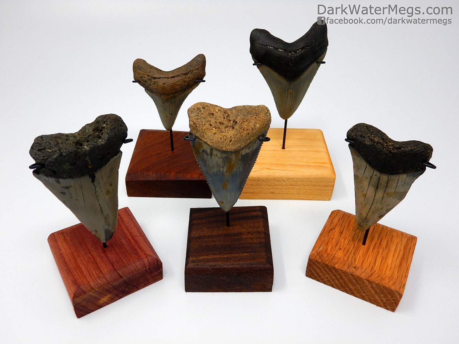 Small Megalodon Shark Tooth Stand Shark Tooth Stand Custom Etsy