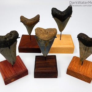 Small Megalodon Shark Tooth Stand - Shark Tooth Stand Custom Metal Bracket on a Wood Base to Display Your Fossil Real Megalodon Shark Tooth