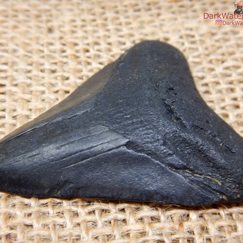 Real Megalodon Shark Tooth Fossil Diver Direct Fossilized Etsy