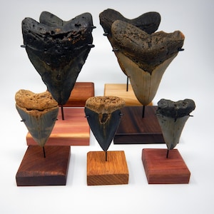 Megalodon Shark Tooth Stand - Custom Metal Bracket on a Wood Base to Display Your Fossil Megalodon Shark Tooth - Fossilized Meg Bracket