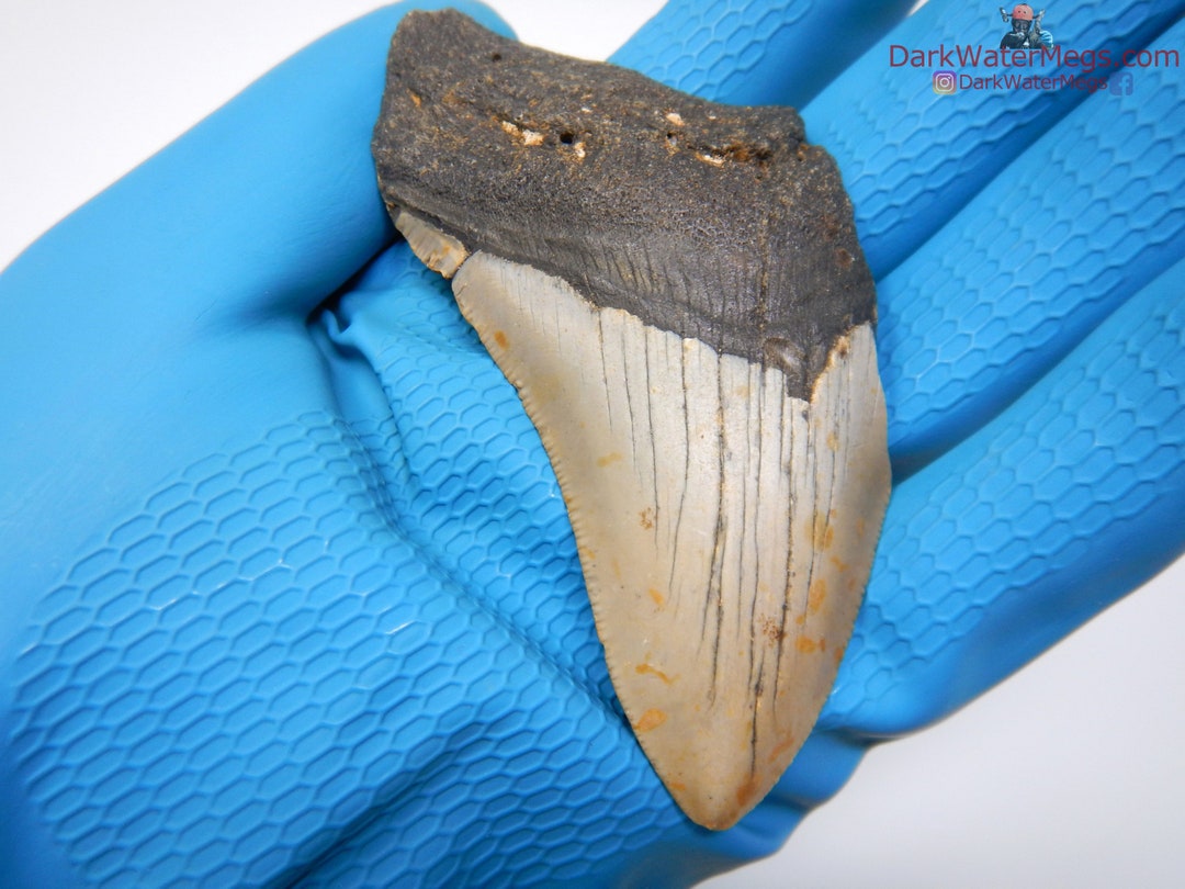 Real Megalodon Shark Tooth Fossil Diver Direct Fossilized Meg Tooth 4.