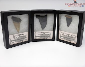 Megalodon - Mako - Great White Fossil Teeth Ancient Shark Tooth Predator Trio - 3 real fossilized shark teeth in cases for display