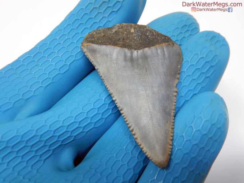 Real Great White Shark Fossil Diver Direct Fossilized Etsy