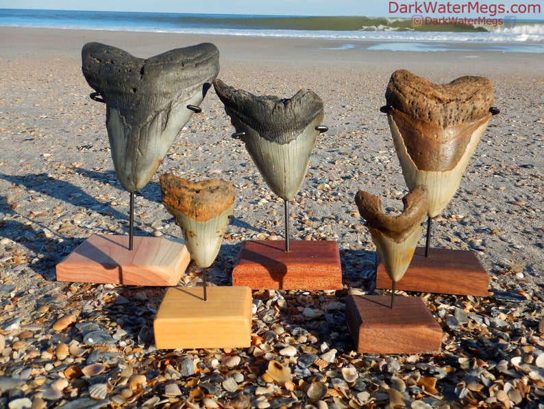 Display Stands for Megalodon Teeth Steel and Natural Wood Etsy