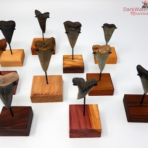 Extra Small Megalodon Shark Tooth Stand - Shark Tooth Stand Custom Metal Bracket on a Wood Base to Display Your Fossil Real Megalodon Shark