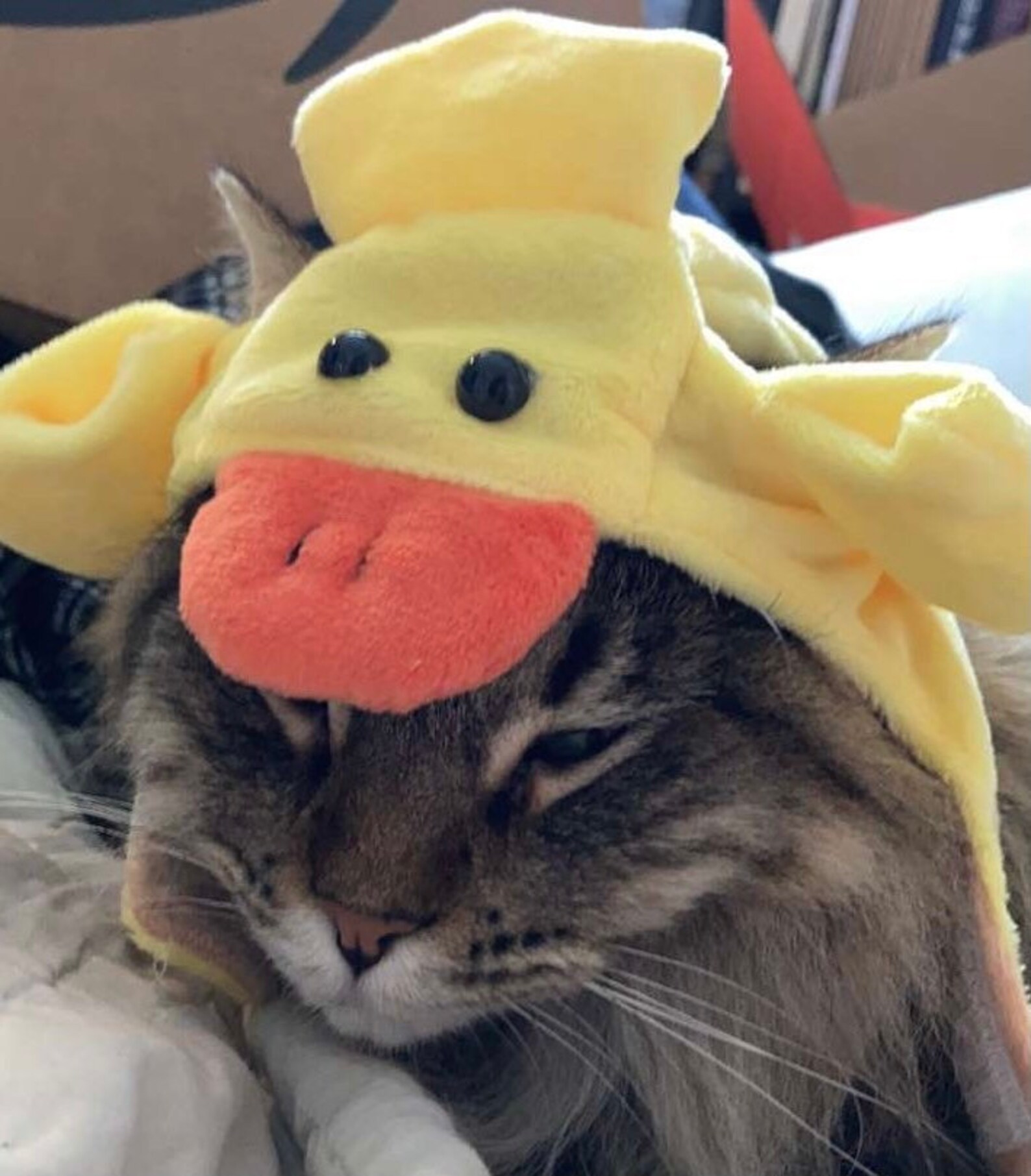 Duck hat for cat Etsy