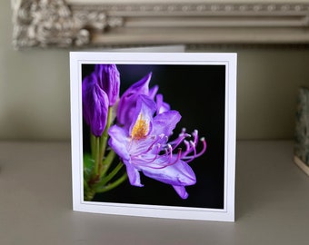 Rhododendron greetings card - blank greetings card - flower card - nature card - fine art photography - Hand made cards