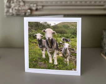 Owce Herdwick - Herdwicks - Lake District - pusta kartka z pozdrowieniami - kartka z krajobrazem - kartka z naturą - sztuka piękna - Kartki wykonane ręcznie