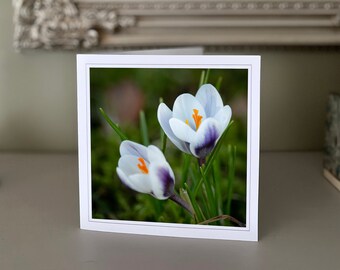 White Crocus greetings card - blank greetings card - flower card - nature card - fine art photography - Hand made cards