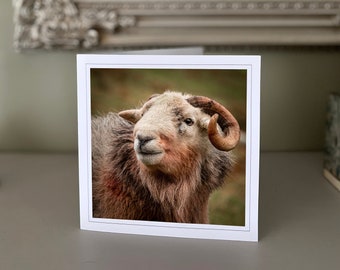 Kartka z pozdrowieniami z fotografią owiec Herdwick – Lake District Fine Art