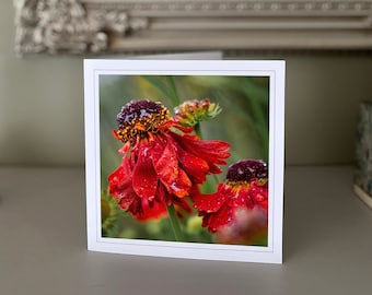 Helenium greetings card - blank greetings card - flower card - nature card - fine art photography - Hand made cards