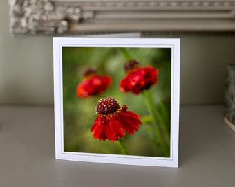 Helenium greetings card - blank greetings card - flower card - nature card - fine art photography - Hand made cards