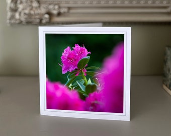 Rhododendron greetings card - blank greetings card - flower card - nature card - fine art photography - Hand made cards - birthday cards
