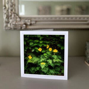 Cartão de felicitações de papoula - cartão de flores silvestres - cartão de natureza - fotografia de belas artes - cartões feitos à mão