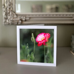 Cartão de felicitações de papoula - cartão de flores silvestres - cartão de natureza - fotografia de belas artes - cartões feitos à mão