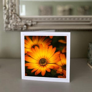 Cartão de felicitações Osteospermum - cartão de flor de laranjeira - cartão da natureza - fotografia de belas artes - cartões feitos à mão