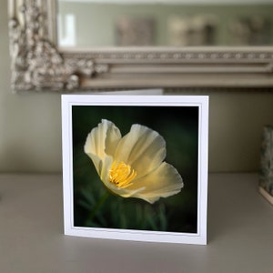 Cartão de felicitações de papoula - cartão de flores silvestres - cartão de natureza - fotografia de belas artes - cartões feitos à mão