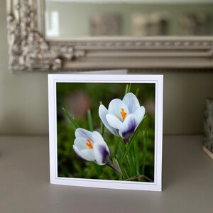 Cartão de felicitações White Crocus - cartão de flores brancas - cartão da natureza - fotografia de belas artes - cartões feitos à mão
