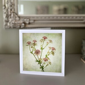 astrantias-wenskaart - fine art bloemenkaart - natuurkaart - fine art fotografie - handgemaakte kaarten