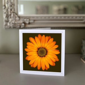 osteospermum - Cartão de saudação de girassol - Cartão de flor de laranjeira - Cartão da natureza - Belas artes - Cartões feitos à mão