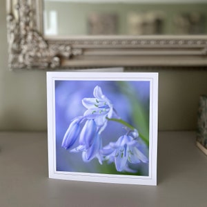 Cartão de felicitações Bluebell closeup - cartão de flor azul - cartão de natureza - fotografia de belas artes - cartões feitos à mão