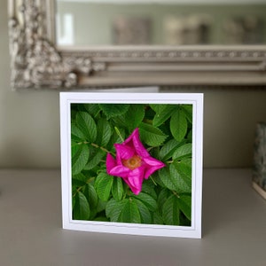 Cartão de felicitações de rosas cor-de-rosa - cartão de flores silvestres - cartão de natureza - fotografia de belas artes - cartões feitos à mão