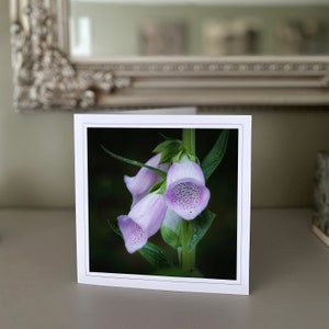 Cartão de felicitações Foxglove - cartão de flores silvestres - cartão de natureza - fotografia de belas artes - cartões feitos à mão