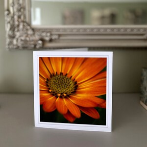 Cartão de felicitações Osteospermum - cartão de flor de laranjeira - cartão da natureza - fotografia de belas artes - cartões feitos à mão
