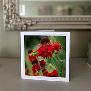 May include: A greeting card featuring a vibrant photograph of red flowers with dark maroon centers. The flowers have delicate, drooping petals and are set against a blurred green background. The card is white with a white border.