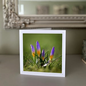 Wenskaart Purple Crocus - blanco wenskaart - bloemenkaart - natuurkaart - kunstfotografie - Handgemaakte kaarten
