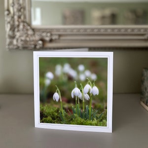 Cartão de felicitações Snowdrops - cartão de flores brancas - cartão da natureza - fotografia de belas artes - cartões feitos à mão