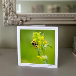 Cartão de felicitações de abelha - cartão de felicitações em branco - cartão de flores - cartão de natureza - fotografia de belas artes - cartões feitos à mão