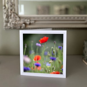 Cartão de felicitações de papoula - cartão de flores silvestres - cartão de natureza - fotografia de belas artes - cartões feitos à mão
