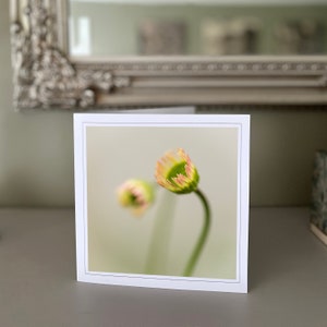 Margaridas - cartão de felicitações de flores - cartão de flores silvestres - cartão de natureza - fotografia de belas artes - cartões feitos à mão