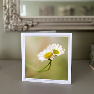 Margaridas - cartão de felicitações de flores - cartão de flores silvestres - cartão de natureza - fotografia de belas artes - cartões feitos à mão