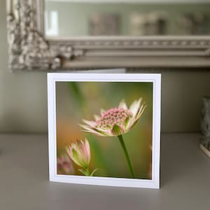 cartão de felicitações astrantias - cartão de flores silvestres - cartão de natureza - fotografia de belas artes - cartões feitos à mão