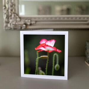 Tarjeta de felicitación con amapolas - Tarjeta con flores silvestres - Tarjeta con motivos naturales - Fotografía de bellas artes - Tarjetas hechas a mano