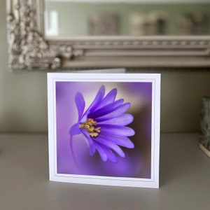 Osteospermum-wenskaart - paarse bloemenkaart - natuurkaart - kunstfotografie - handgemaakte kaarten