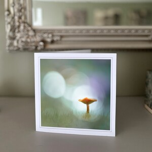 Cartão de felicitações Toadstool - cartão de felicitações em branco - cartão de flores - cartão de natureza - fotografia de belas artes - cartões feitos à mão