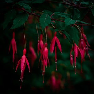 Fuchsia greetings card blank greetings card flower card nature card fine art photography Hand made cards image 3