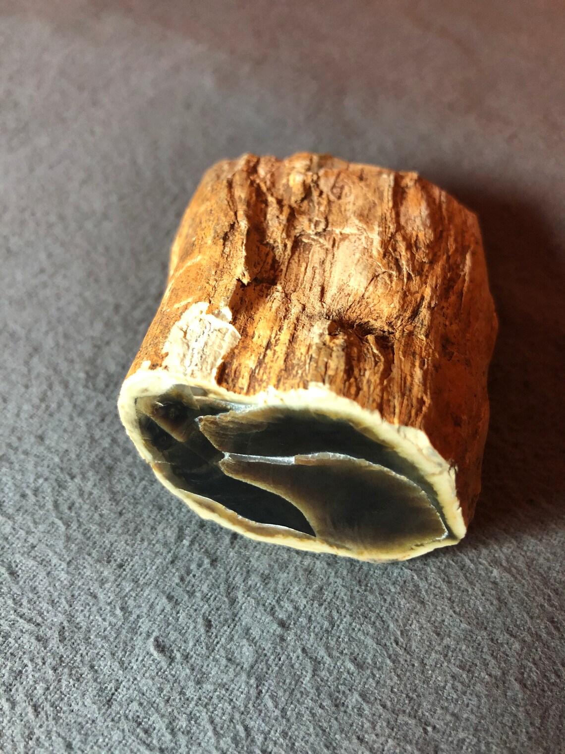 Petrified Wood Limb Cast Agatized Etsy