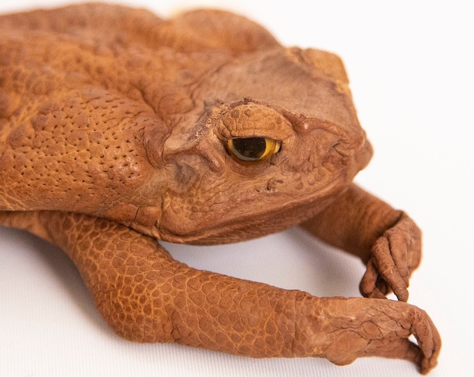 Real Cane Toad Coin Pouch Purse Made From Taxidermy Cane Toad Etsy