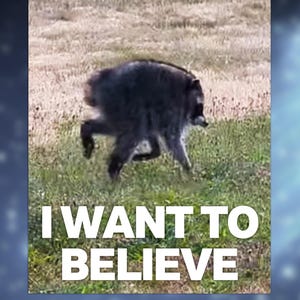 May include: A dark gray and black raccoon is captured in motion across a grassy field. The animal is shown in profile with its head turned slightly forward. The white text I WANT TO BELIEVE is printed in a bold, sans-serif font at the bottom.