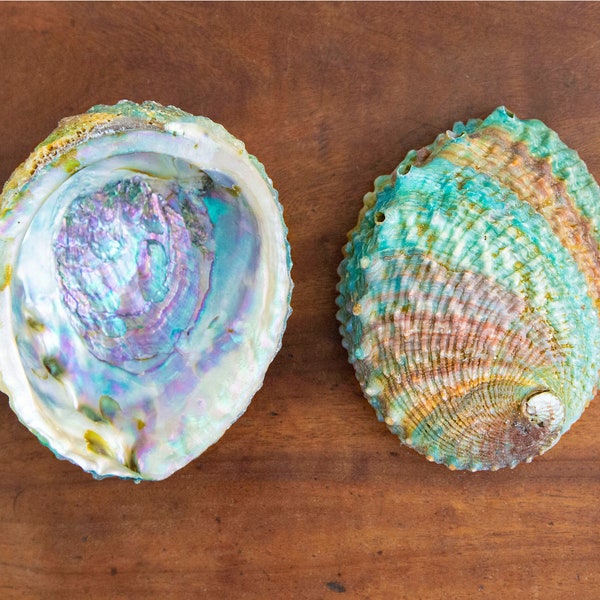 Abalone Shells - Big Real Abalone Shells for Smudging or as Display Specimen